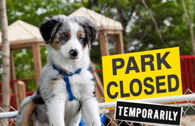 Temporary Dog Park Closure