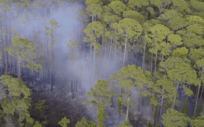 Brushfire Near Whispering Shore Cove in Santa Rosa Beach
