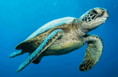 Sea Turtle Nesting Season in Walton County