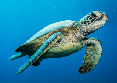 Sea Turtle Nesting Season in Walton County